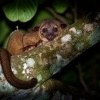 Kynkazu - Potos flavus - Kinkajou o4338